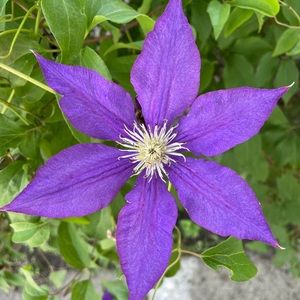 Meet your Posher, Kym